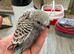 Hand Tame Budgie Chicks Ready Soon