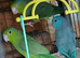 Celestial Parrotlets