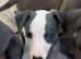 Stunning kc Whippet puppies