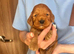 F1 toy fox red Cockapoo puppies