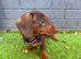 Last one miniature dachshund puppies ready to leave
