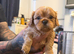 2 handsome male pups left