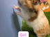 Syrian Hamster Girl Female