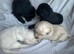 Gorgeous labradoodle puppies