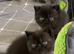 Exotic Shorthair Kittens For Sale