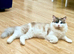 Ragdoll Male