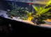 Turtle and fish full set up *please read*