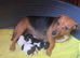 Jack Russell puppy