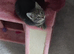 Beautiful Russian Blue x Tabby 8 weeks old fully litter trained
