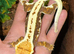 Adult Lilly White Female & full set up!