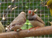 Zebra finches