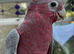 HAND-REARED GALAH COCKATOO – LOVELY FRIENDLY BABY