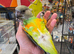 Stunning, Hand-Reared Baby Senegal Parrot – Super Friendly & Ready Now!