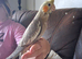 Hand reared cockateil