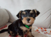Yorkshire terrier puppies