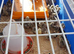 Bobwhite Snowflake Quail Chicks £3