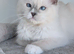 Readynow!TICA ragdoll kitten
