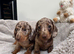 Miniature dachshund