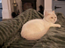 GCCF Active British Shorthair Adult Cats