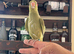 Baby Ringneck