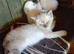 Beautiful British Shorthaired kittens