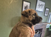 German shepherd crossed malinois