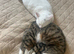 beautiful Two sister cats