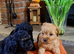 3/4 Poodle Puppies