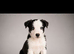 Beautiful border collie puppies