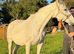 DIAMOND — 14YO IRISH DRAUGHT MARE — 16H A lovely, kind and genuine mare looking for her next 5️ home!