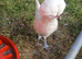 Trio polish bantams