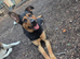 Shepherd x rottie looking for forever home