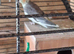 pair of cockatials
