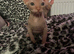 Beautiful male sphinx kitten
