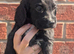 Beautiful black working cocker spaniel puppies