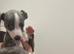 Beautiful pedigree whippet puppies