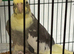 8 month old cockatiel