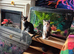 Exquisite Maincoon x Siamese Babies Ready for Loving homes