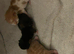 Beautiful ginger kittens ready to be reserved.
