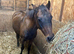 British riding pony
