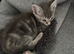 Last little boy from a litter of 8