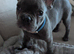 French bulldog puppy male