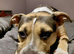 Staffie cross looking for 4ever home