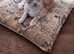 Savannah boy for sale