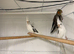 Baby cockatiels