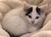 3 month old female kitten