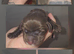 Beautiful puppies 4 sale