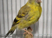 Mutation British ( Siskins ) ONLY now