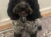 Dog walking and sitting service