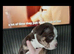 American Pocket Bully x American Bulldog Puppies
